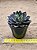 Echeveria agita rose - Imagem 5
