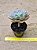 Graptoveria marpin - Imagem 3