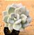 Graptoveria supreme - Imagem 1