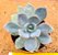 Graptoveria supreme - Imagem 1