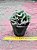 Austrocylindropuntia subulata f. cristata - Imagem 2