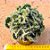 Austrocylindropuntia subulata f. cristata - Imagem 1