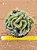 Austrocylindropuntia subulata f. cristata - Imagem 3