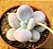 Pachyphytum oviferum - "Pedra-da-lua" - Imagem 1