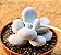 Pachyphytum oviferum - "Pedra-da-lua" - Imagem 2