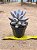 Pachyphytum rzedowskii - Imagem 3