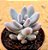 Pachyphytum rzedowskii - Imagem 1