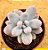 Pachyphytum rzedowskii - Imagem 2