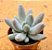 Pachyphytum saltense - Imagem 1