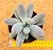 Pachyphytum saltense - Imagem 2