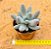 Pachyphytum saltense - Imagem 3