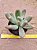 Pachyphytum fittkaui - Imagem 2