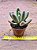 Pachyphytum fittkaui - Imagem 1