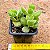 Cotyledon tomentosa variegata - "Pata-de-urso variegata" - Imagem 3
