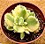 Cotyledon tomentosa variegata - "Pata-de-urso variegata" - Imagem 9