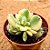 Cotyledon tomentosa variegata - "Pata-de-urso variegata" - Imagem 8