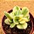 Cotyledon tomentosa variegata - "Pata-de-urso variegata" - Imagem 1