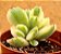 Cotyledon tomentosa variegata - "Pata-de-urso variegata" - Imagem 2