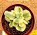 Cotyledon tomentosa variegata - "Pata-de-urso variegata" - Imagem 7