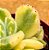 Cotyledon tomentosa variegata - "Pata-de-urso variegata" - Imagem 4