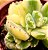 Cotyledon tomentosa variegata - "Pata-de-urso variegata" - Imagem 5
