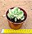 Cotyledon tomentosa variegata - "Pata-de-urso variegata" - Imagem 3