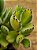Cotyledon tomentosa variegata - "Pata-de-urso variegata" - Imagem 6