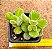 Cotyledon tomentosa variegata - "Pata-de-urso variegata" - Imagem 2