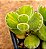 Cotyledon tomentosa variegata - "Pata-de-urso variegata" - Imagem 1