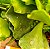 Adromischus cristatus v. zeyheri - Imagem 3