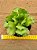 Adromischus cristatus v. zeyheri - Imagem 2