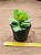 Adromischus cristatus v. zeyheri - Imagem 3