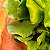 Adromischus cristatus v. zeyheri - Imagem 4