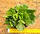 Adromischus cristatus v. zeyheri - Imagem 2