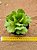 Adromischus cristatus v. zeyheri - Imagem 1