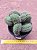Hildewintera aureispina f. cristata / Cleistocactus winteri cristata - Imagem 1