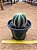 Parodia magnifica - Imagem 3