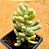 Sedum allantoides - Imagem 2