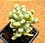 Sedum allantoides - Imagem 4