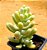 Sedum allantoides - Imagem 1