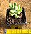 Sedum allantoides - Imagem 2