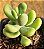 Sedum allantoides - Imagem 3