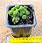 Monanthes polyphylla - Imagem 3