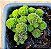 Monanthes polyphylla - Imagem 2