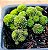 Monanthes polyphylla - Imagem 1