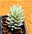Sedum nicaeense - Imagem 1