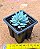 Sedum nicaeense - Imagem 3