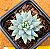 Sedum nicaeense - Imagem 2