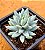 Sedum nicaeense - Imagem 1