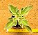 Kalanchoe laciniata variegata - Imagem 1